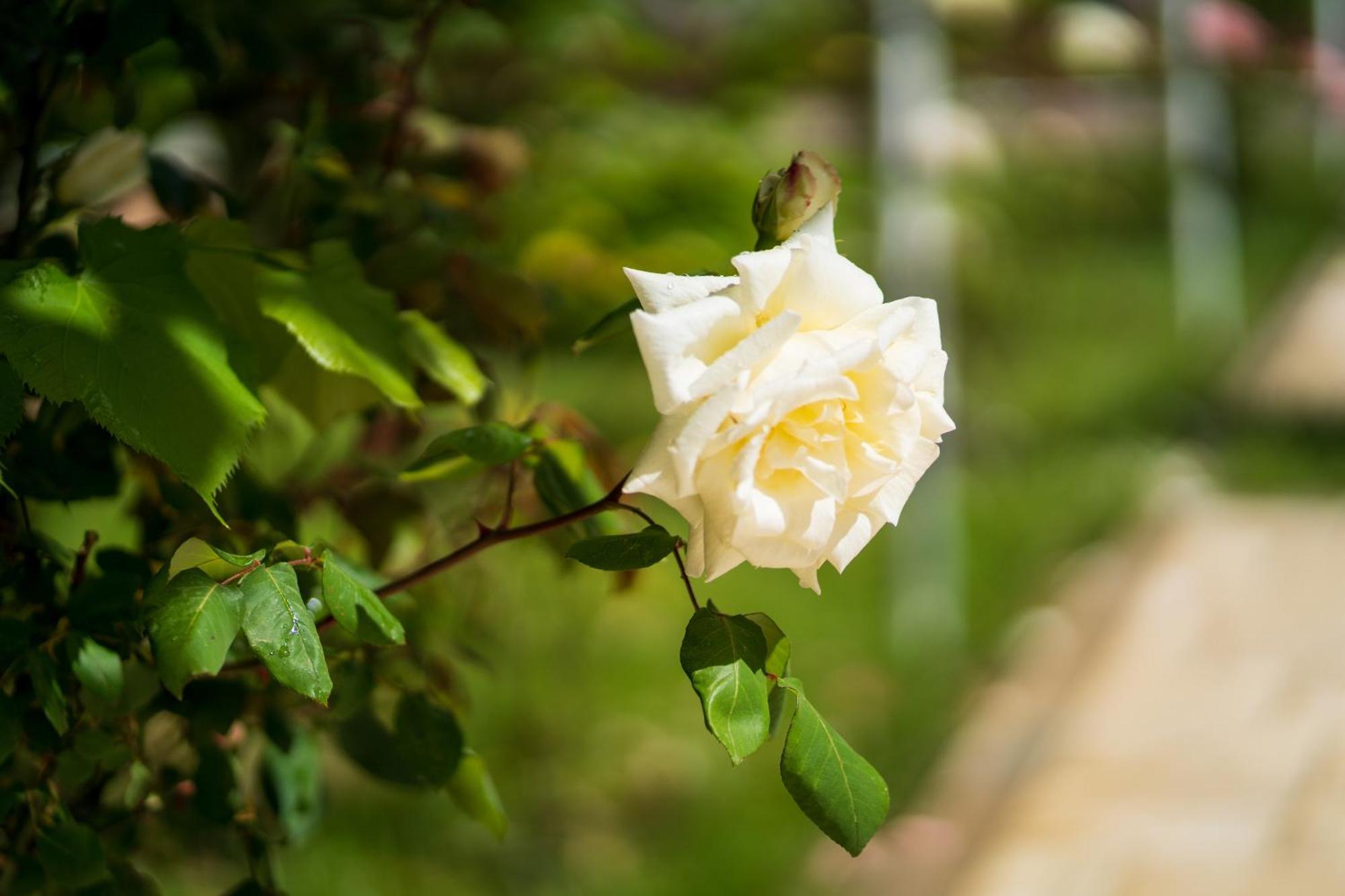 Villa Juri Garden Berat Exteriér fotografie